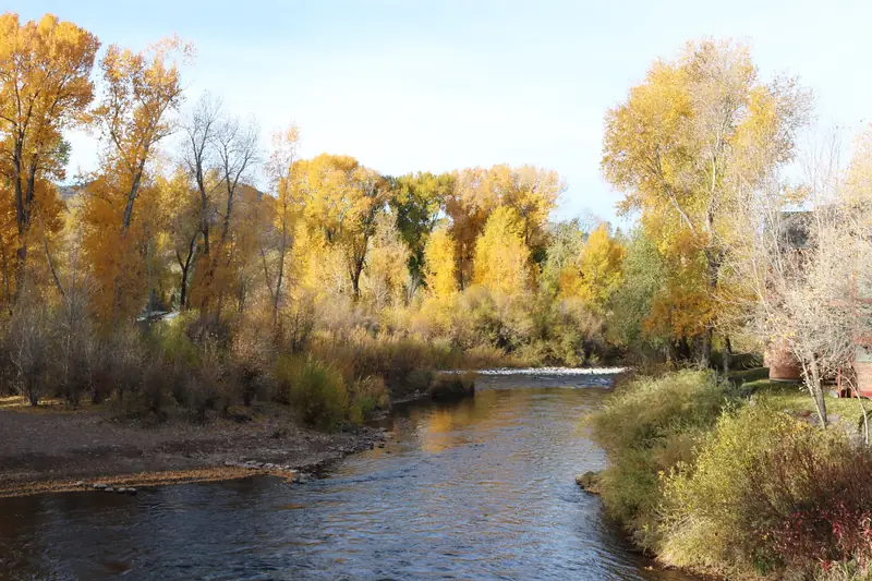 Cottonwoods in gold autumn color where the Fryingpan River flows into the Roaring Fork at Basalt