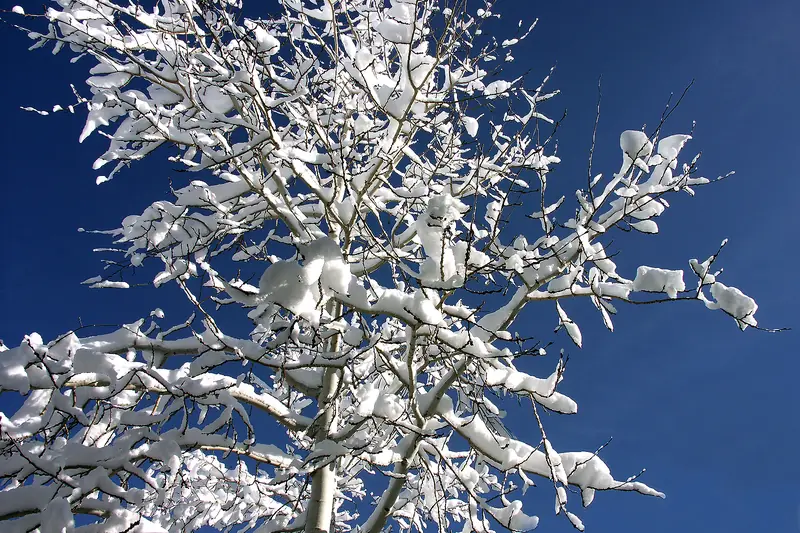 Pale branches heavy with clumps of new snow reaching into a cloudless dark blue sky
